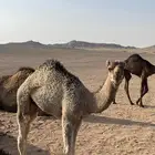 حاشي للبيع