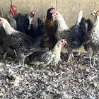 دجاج نظيف بياض اغلبه فيومي