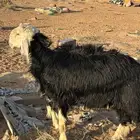 خروفين حري ونجدي