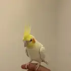 كروان لاتينو