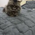 قط شيرازي هادي جدا وحنون للبيع