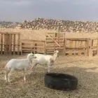 ثنيه تحتها رخل