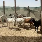 معزه بشيت طيبة