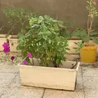 ريحان إيطالي مع مركن