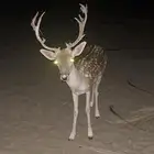 للبيع الموقع بيشه