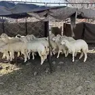 رخال حريات مقفله