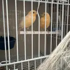 ازواج كناري