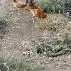 للبيع دجاج العدد 5 أربع دجاج وديك