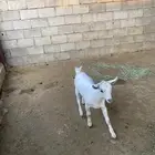 تيس عمر 4 أشهر بلدي فل شحم ماشاءالله تبارك الله