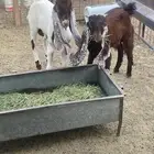 تيوس نظيفه وسمان