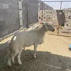 طلي فحل حري