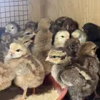 صوص دجاج فرنسي