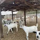 تيوس مناسبات شي فاخر