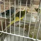 للبيع طيور منزليه (طيور الحب)
