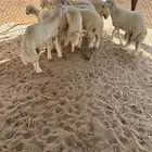 طليان