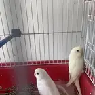 تم البيع