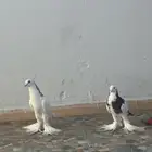 حمام نفاخ و مشاكل