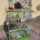 طيور بادجي على السوم