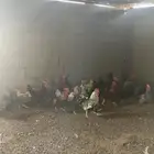 دجاج مشكل بياض