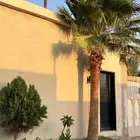نخيل وزيتون تنسيق