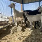 عرض وبيع معزا مقاني بيشيات وعوارض طيبات من الاخير