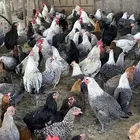 للبيع مشروع دجاج بياض فيومي وبلدي