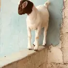 تيوس بورقت هجين عدد اثنين