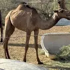بكره للبيع