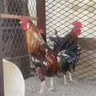 ديكه اخوان كفووو