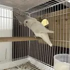 روز البينو زوج على السوم