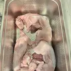 ارانب ذبح حسب الطلب