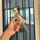 ذكر كروان اليف و هدد و متكلم بل وجه