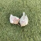فروخ كوكتيل البينو