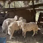 طليان للبيع
