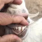 تيس فحل أبيض للبيع