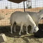 شياه حريه