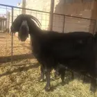 عنز والد