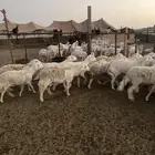جده شرق بريمان