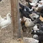 جميد دجاج بلدي مشكل ( البيع جمله )