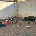 دجاج للبيع