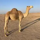 قعود حرر اصيل سنه جذع