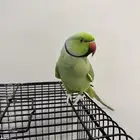 دره هندي اليف