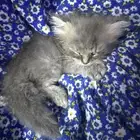 قطة