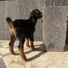 تيس قزمي