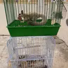 سنجاب الطائر