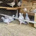 للبيع 10 ازواج طبات زواجل
