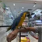 ببغاء مكاو
