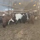 تيوس للبيع 2