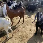 عنز حليب ومضروبه من الفحل سدس