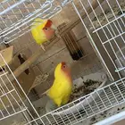 جوز روز أليف معه بيض غير مخصب